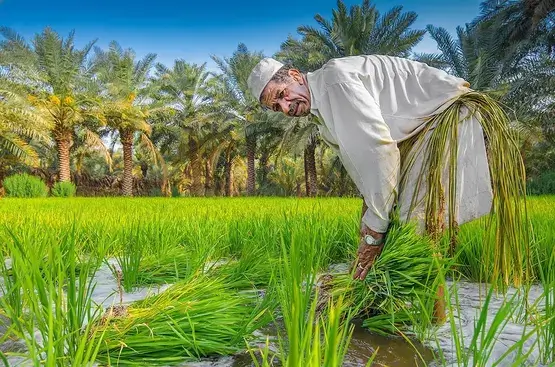 Explore Taif's Farms and Countryside