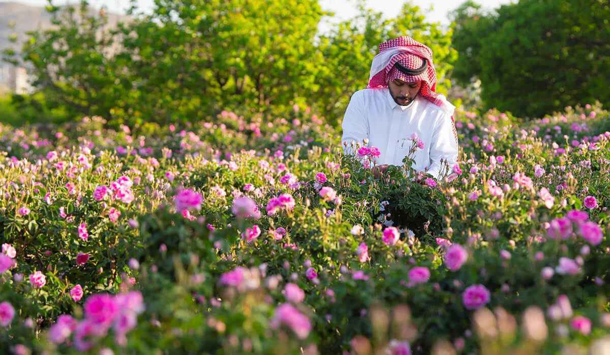 rose farm taif